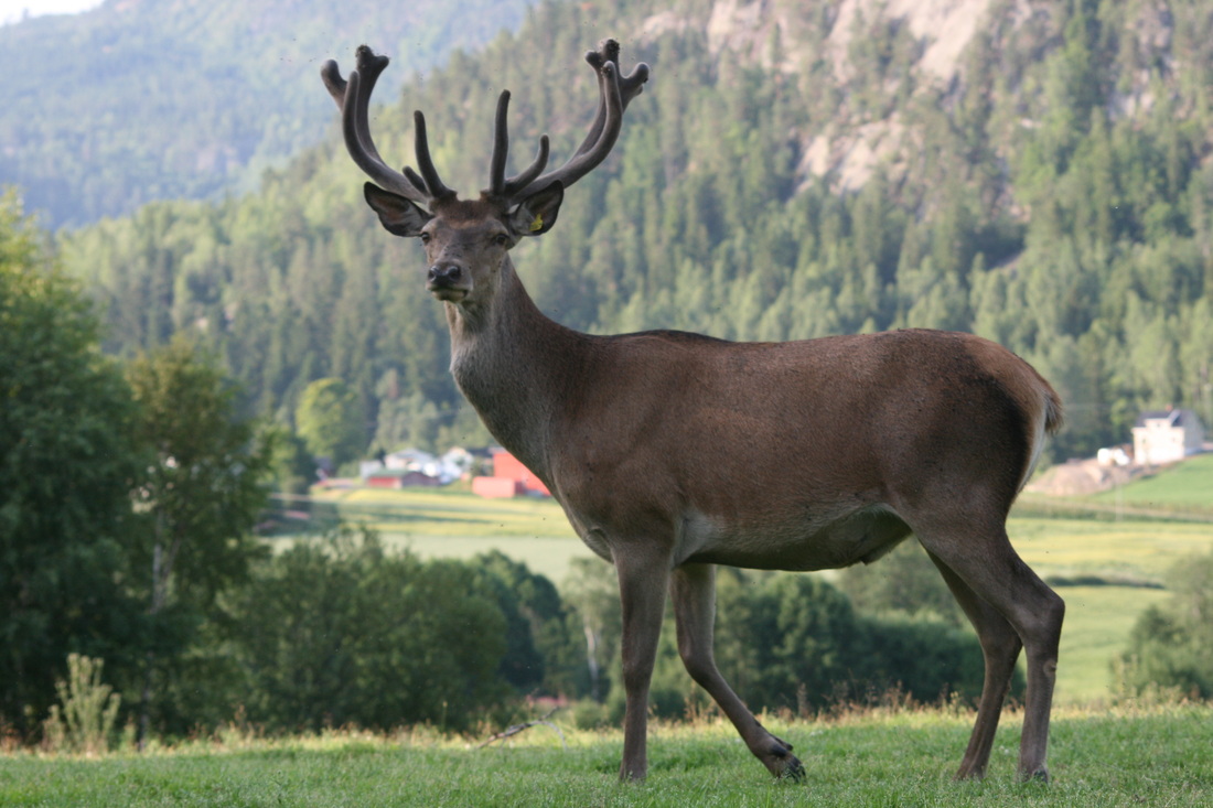 Siljanhjort As: Kortreist hjortekjøtt og elgkjøtt fra Siljan, Telemark