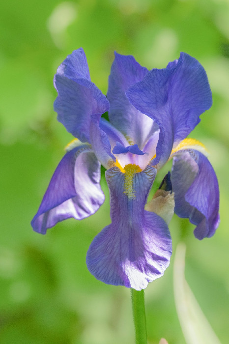 Iris Systue