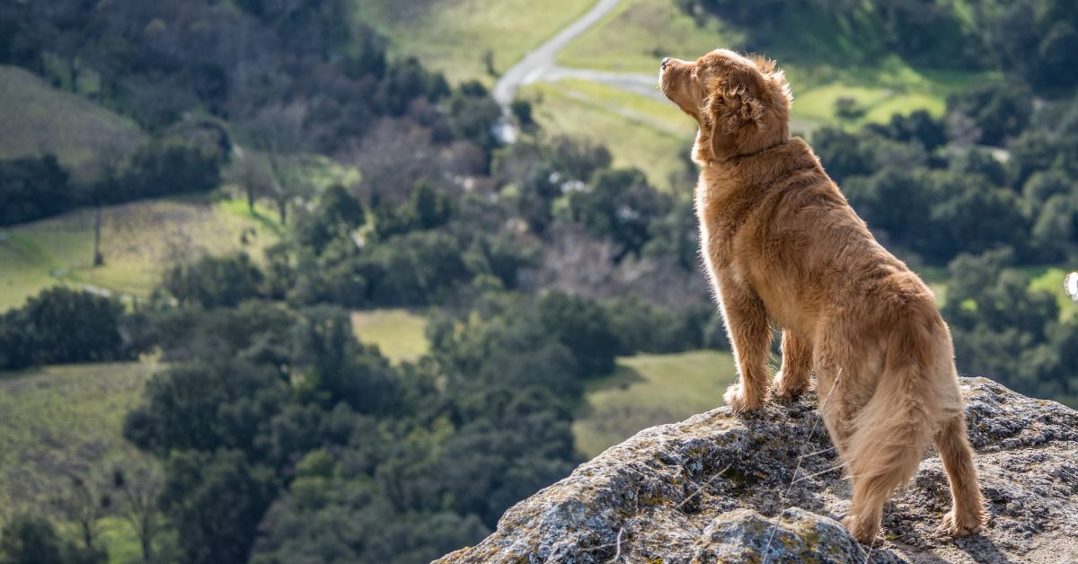 Kvalitetsbehandling av ditt kjæledyr | Hustadvika Dyreklinikk AS