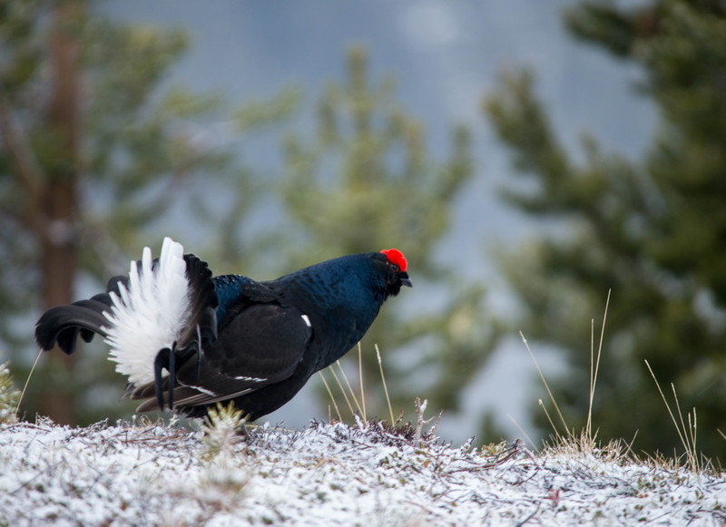 Framside - Lom Knipsarlag