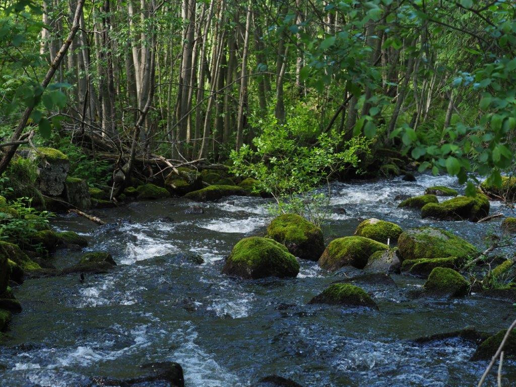Hjem | Lørenskog Elveforum