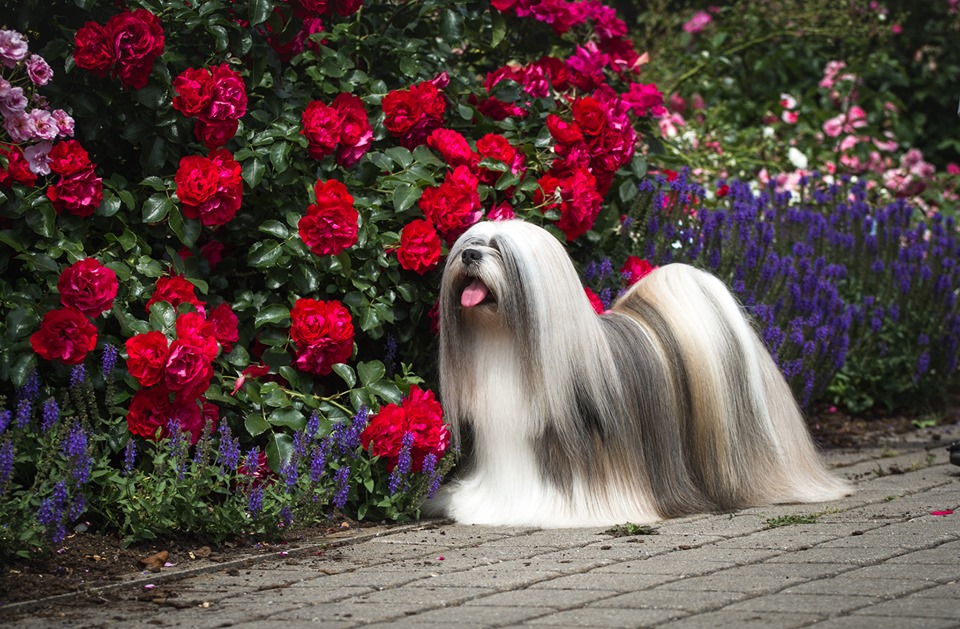 Hjem - Norsk Lhasa Apso KLubb
