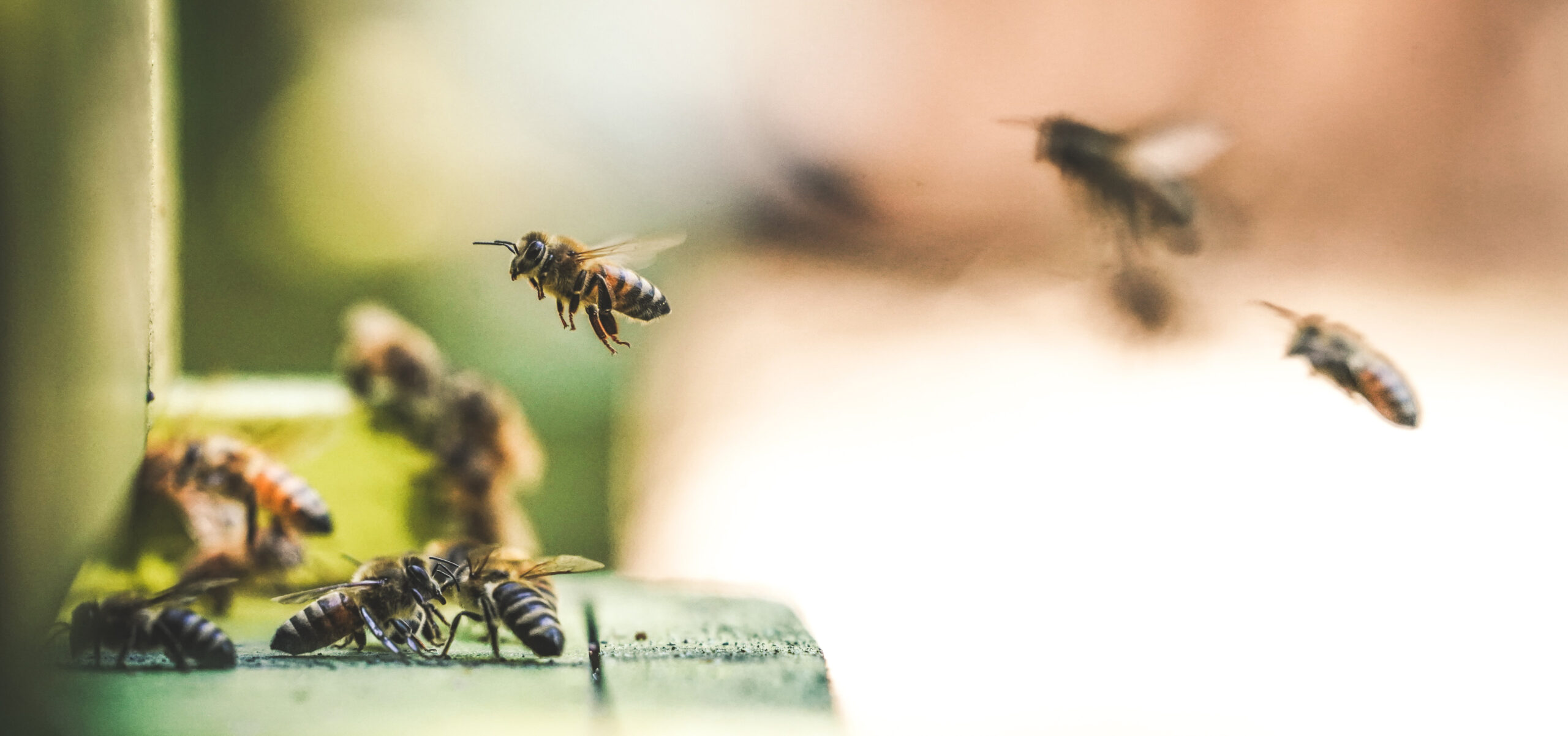 Forside - Norges Birøkterlag
