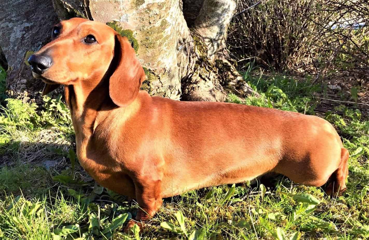 Forside - Nordland Dachshundklubb