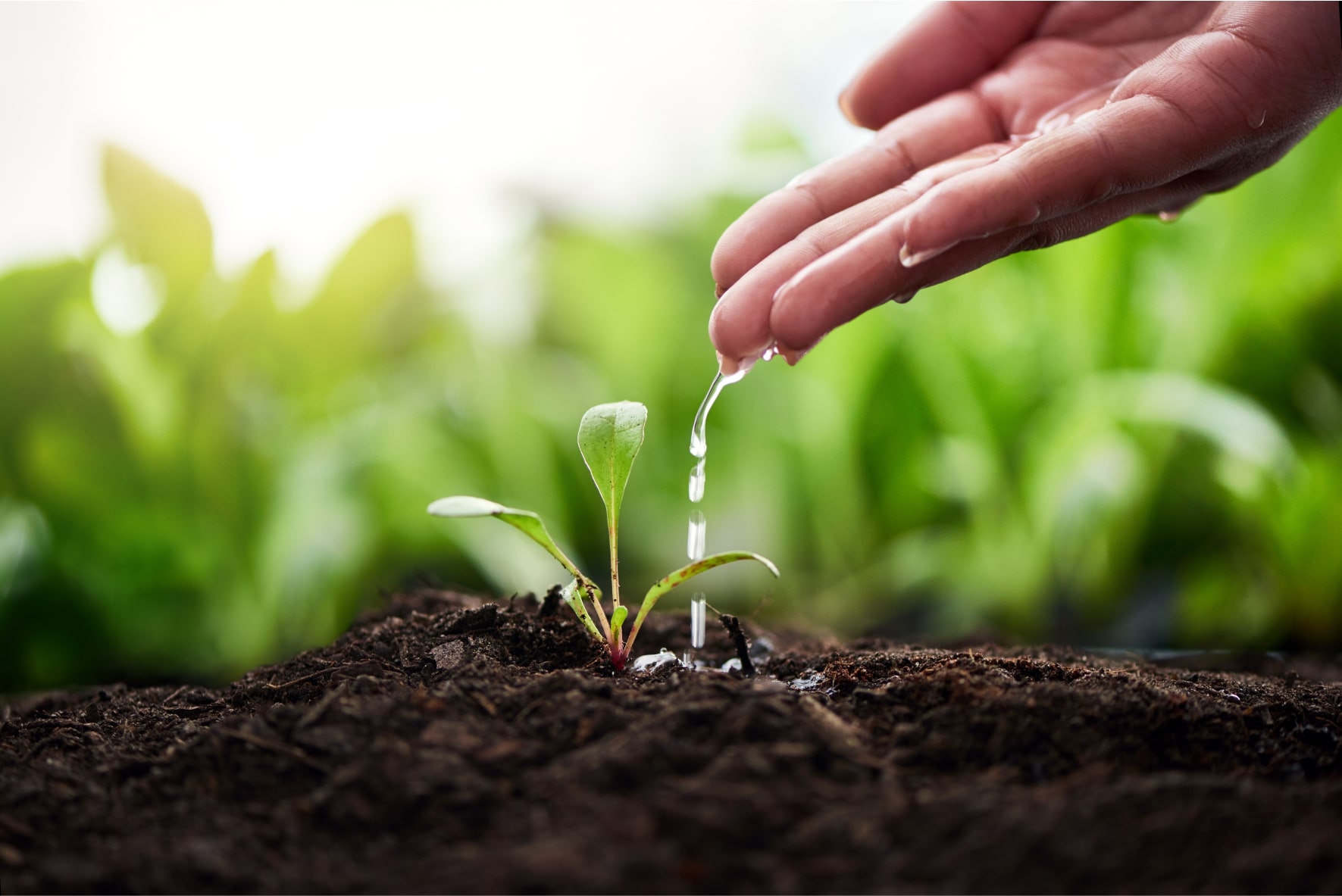 Jordresepter for fremtidens grøntanlegg | NorgesJord