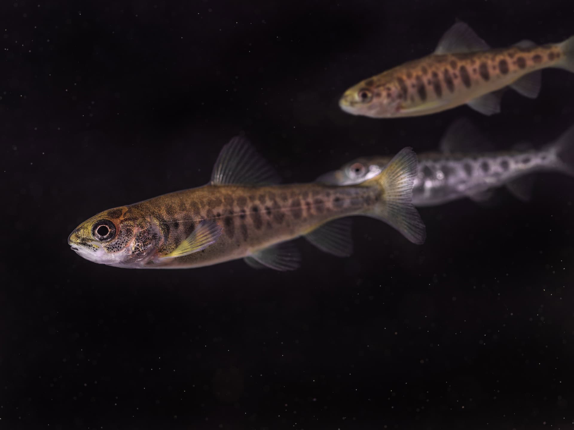 BioFish is a strategically located RAS facility in Western Norway