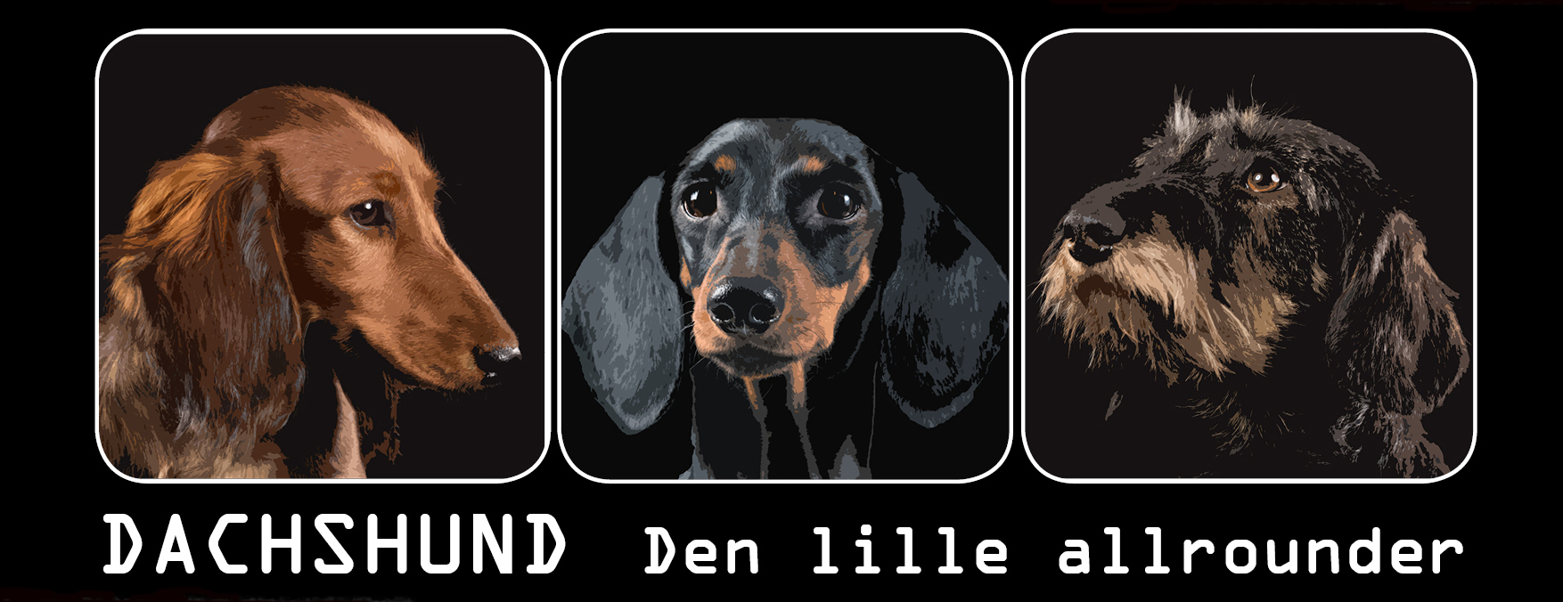 Hjem - Norske Dachshundklubbers Forbund
