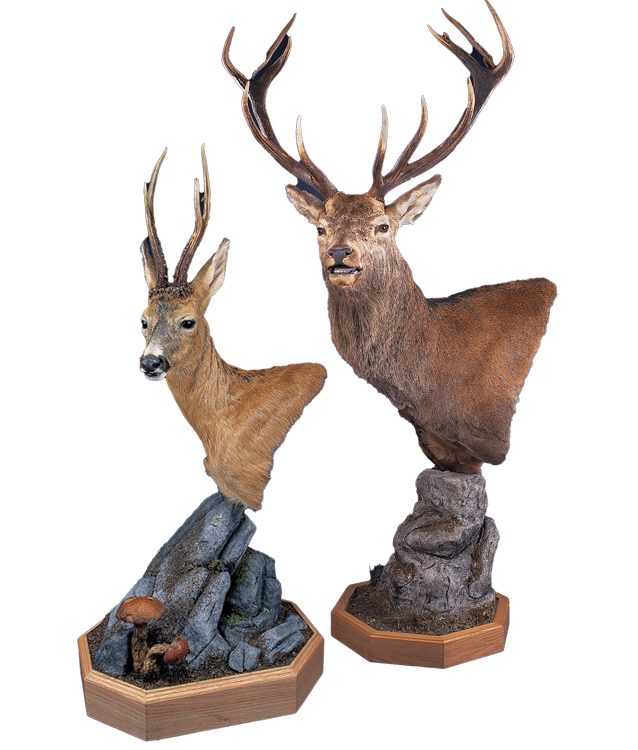 Hjem - Norsk Taxidermist Forbund