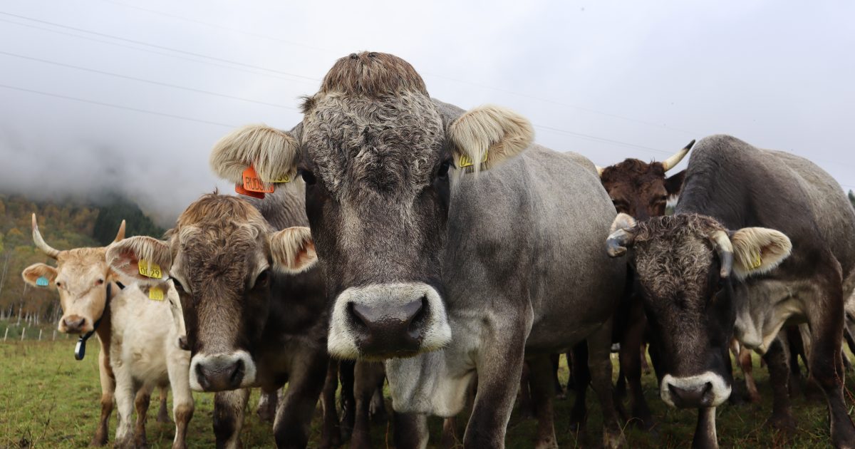 Fagbladet Økologisk landbruk | Årsmøtet i fagbladet Økologisk…
