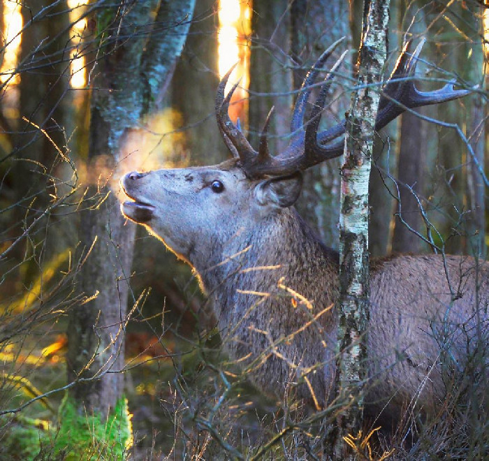 Rosendal jakt og friluftsmesse