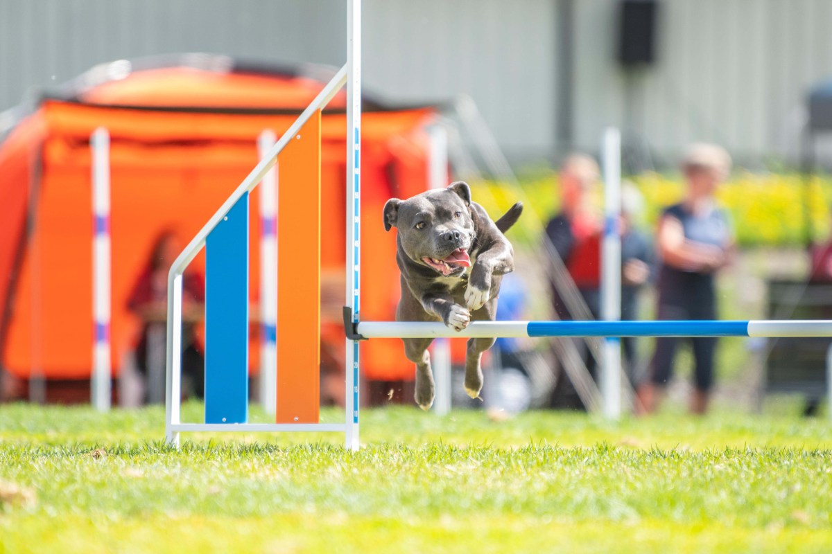 Rykkinn hundeklubb © 2024