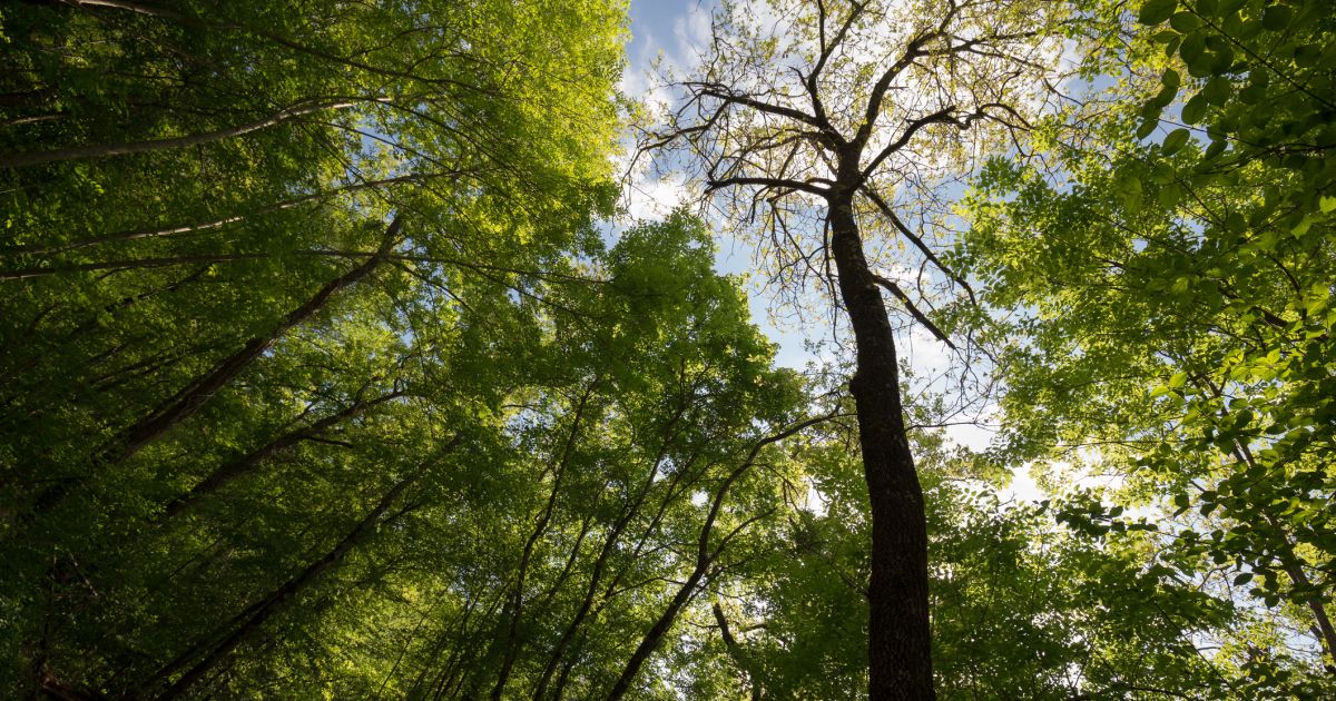Trepleie og trefelling i Bergen