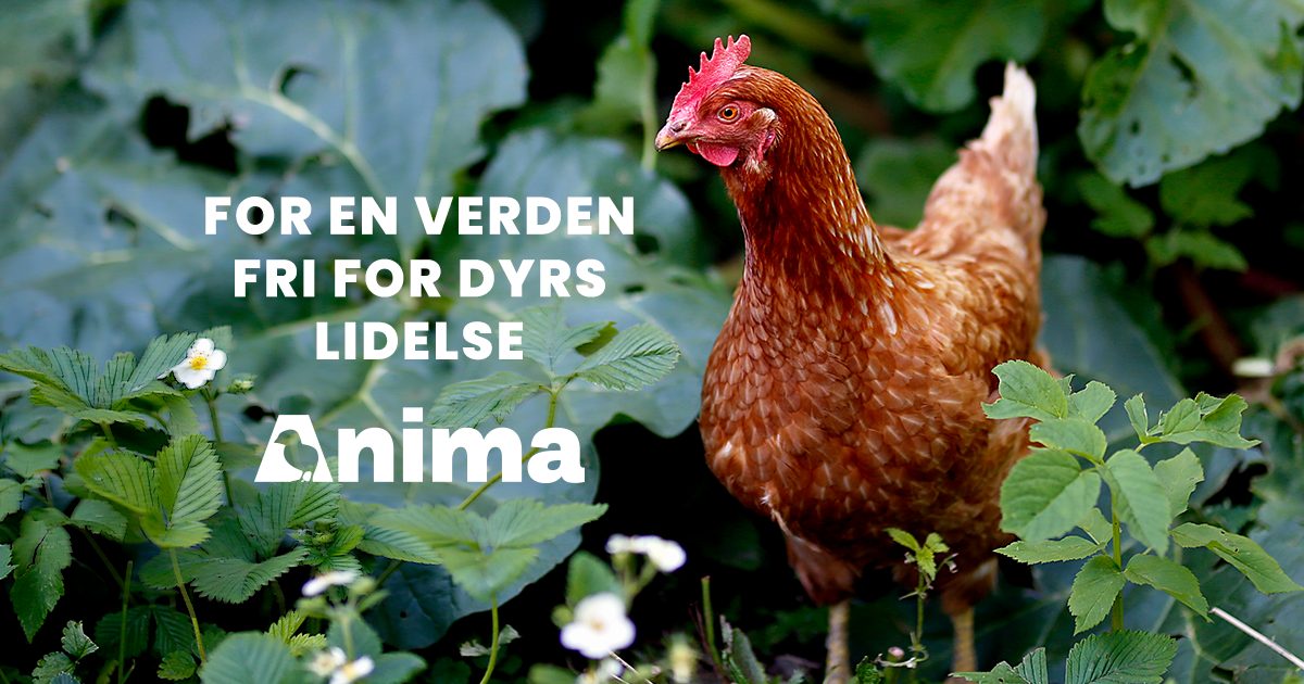 Anima - stopp dyremishandling