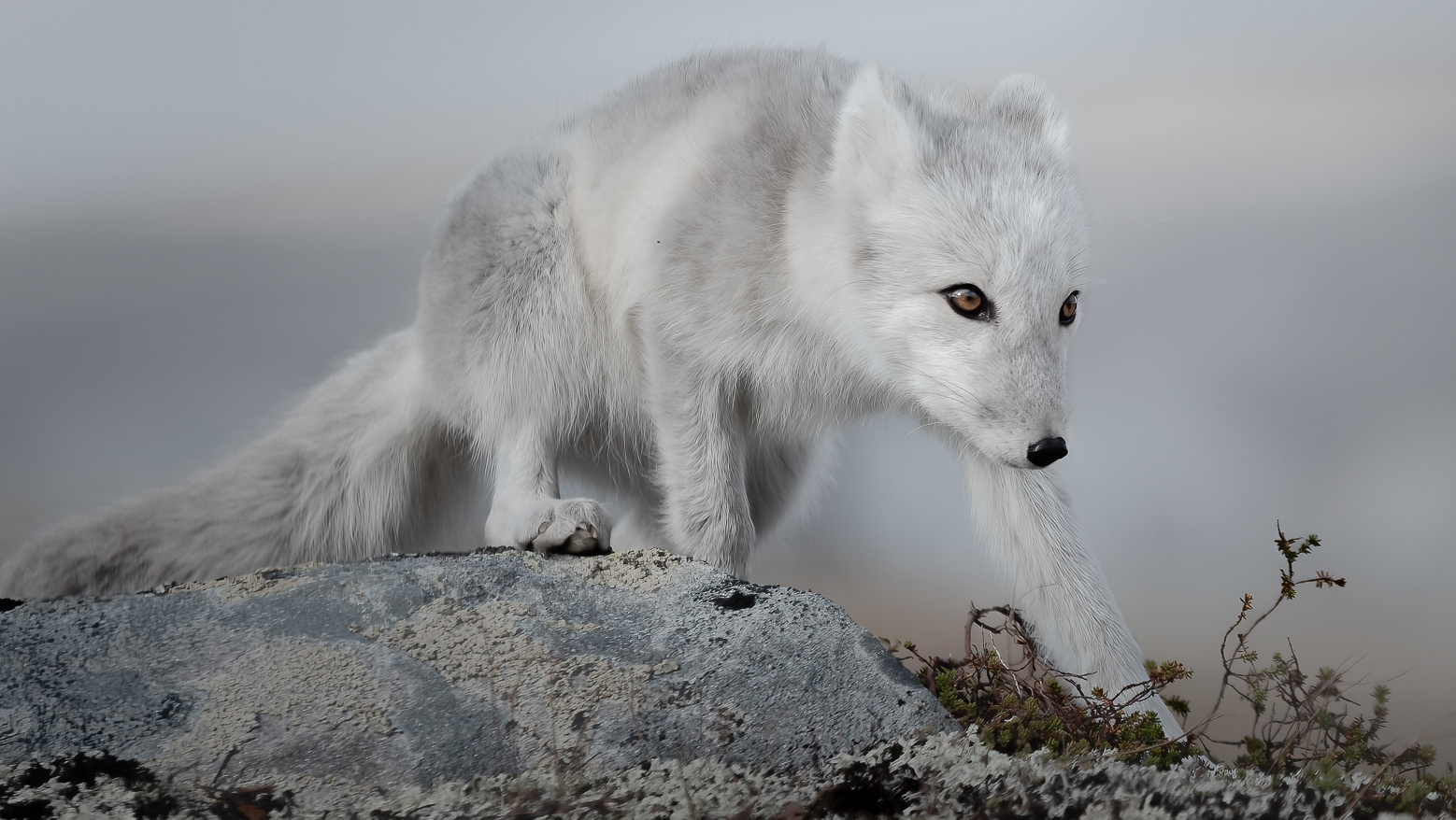 Valstad Photography - Bjørnar Valstad