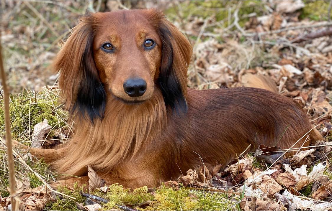 Forside - Vestland Dachshundklubb