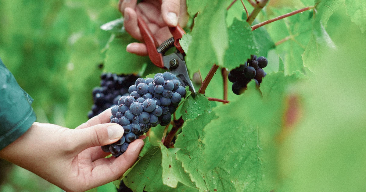 Velkommen til Unico Real Wines