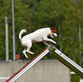 Asker hundeklubb- et samlingssted for hundetrening