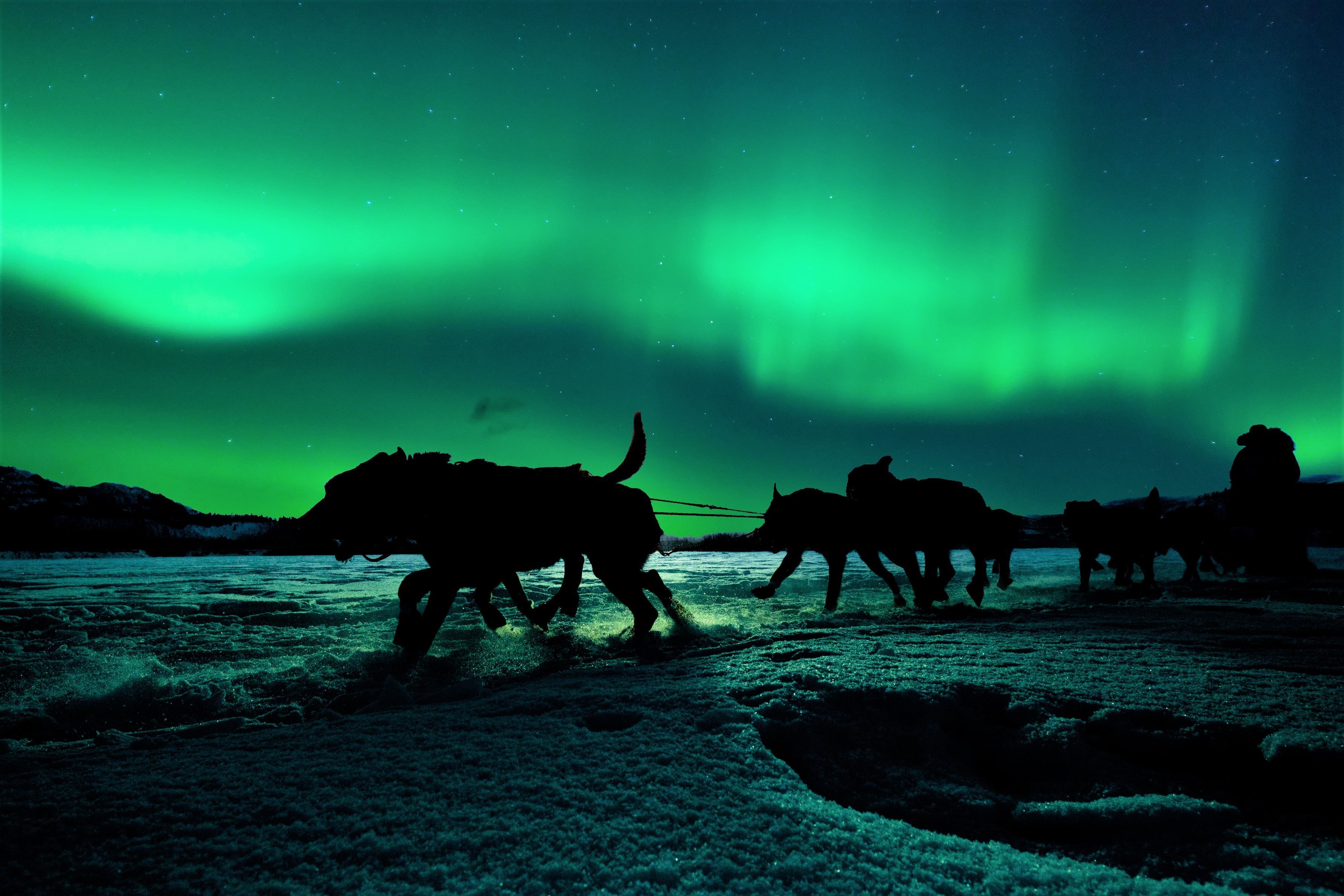 Experience a Northern Norwegian winter at its best! | Aurora Alps