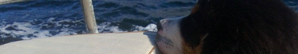 Asker og Bærum - Norsk Berner Sennenhundklubb