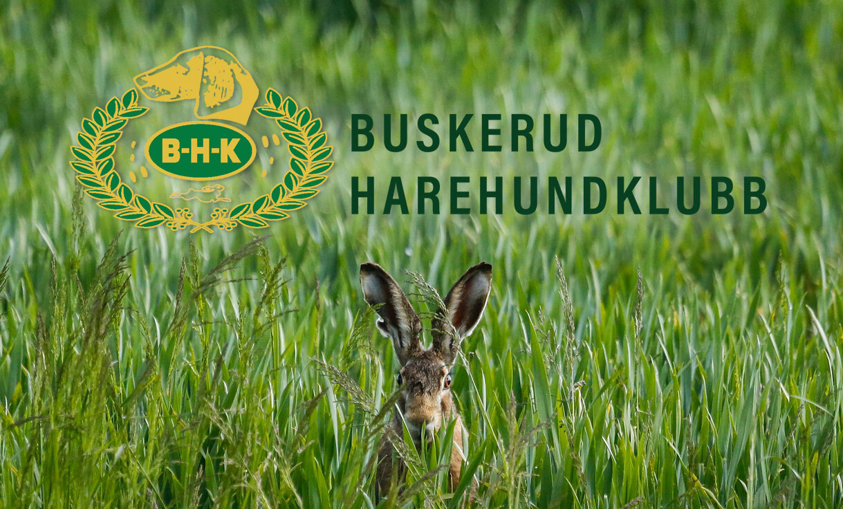 Buskerud Harehundklubb