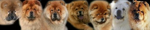 Norsk Chow Chow Klubb avd. Midt-Norge