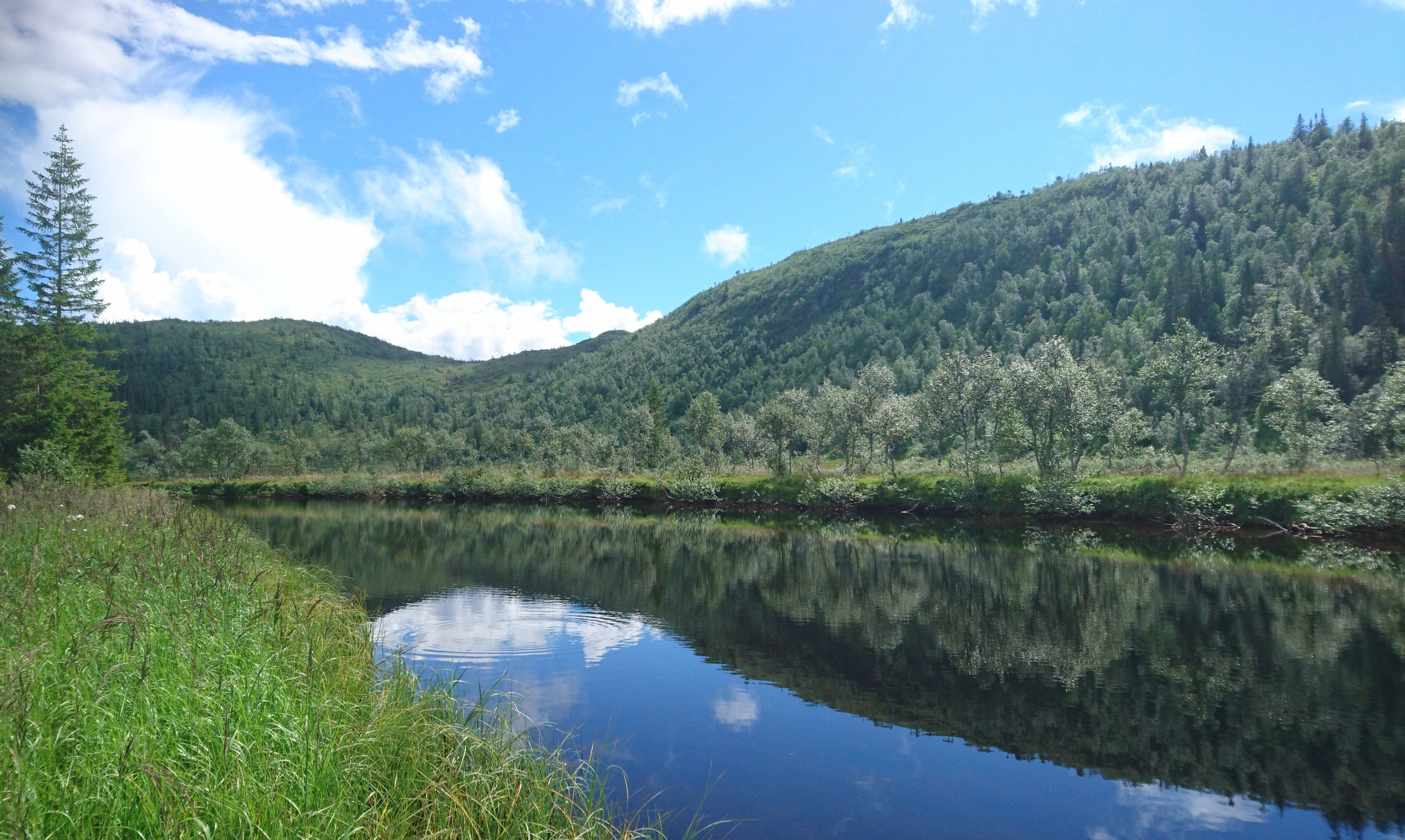 Cicada Norge / Cicadasluken