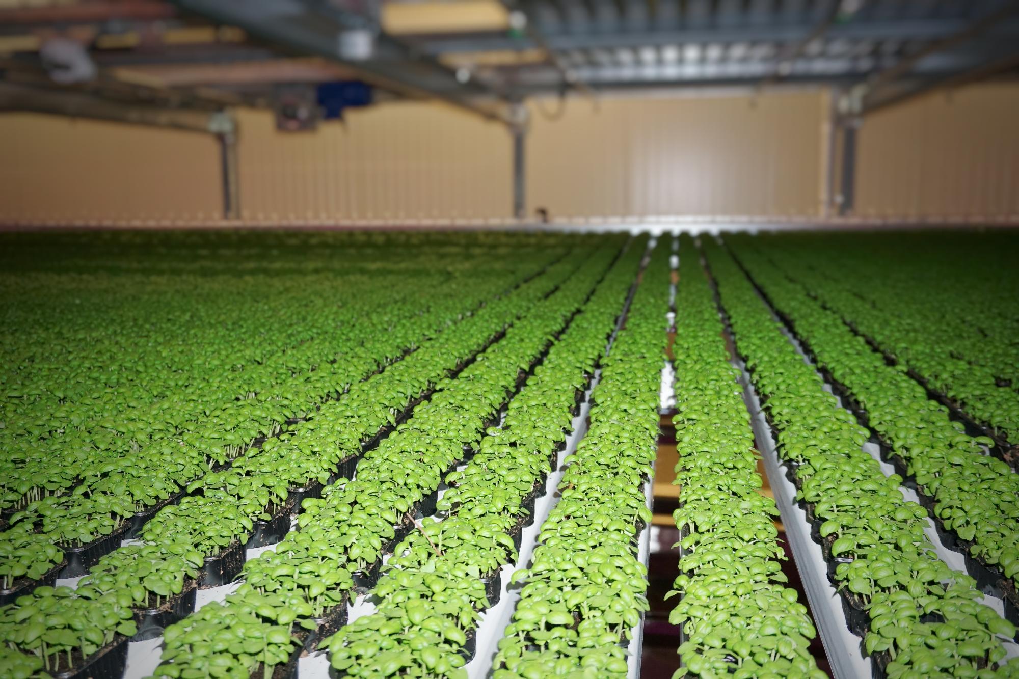 Innovative management solutions for horticultures | Danvan
