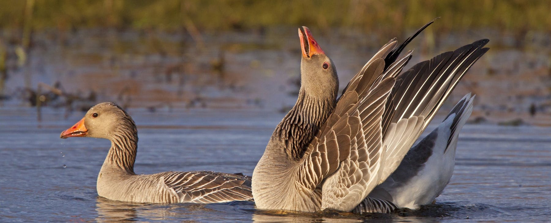Dokkadeltaet Nasjonale Våtmarkssenter