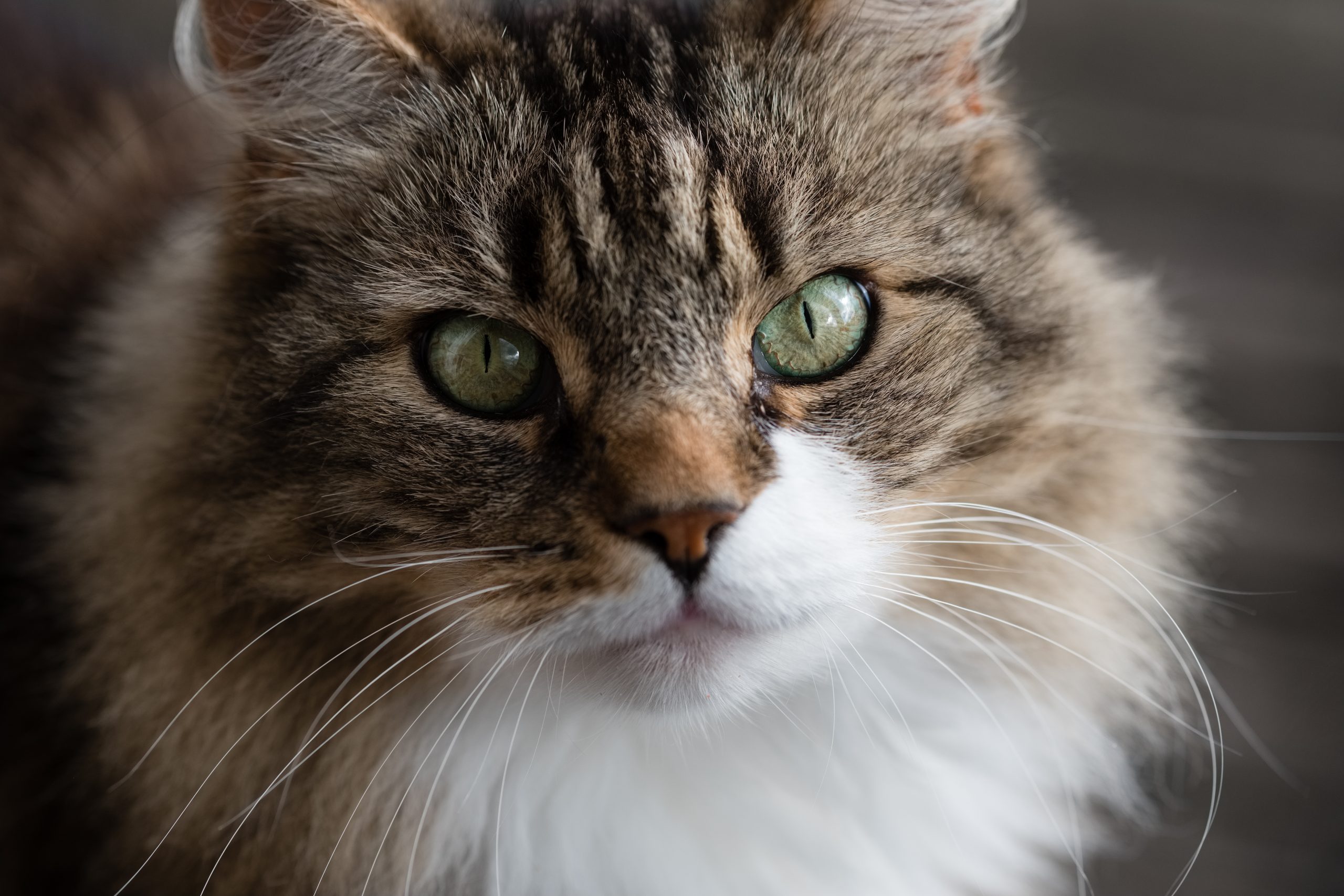 Dyrebeskyttelsen Sør-Rogaland - Med respekt for individet