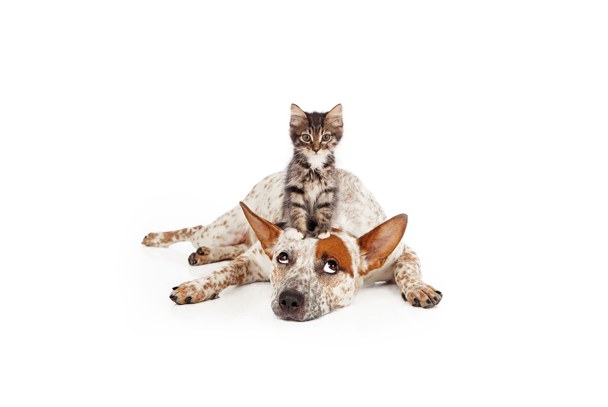 Dyrevelferd | Dyrehjelperne | Norge