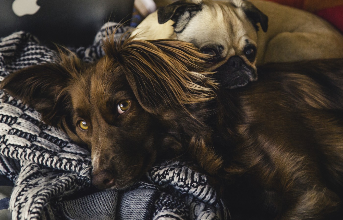 Dyrekrematoriet Oslo og Akershus