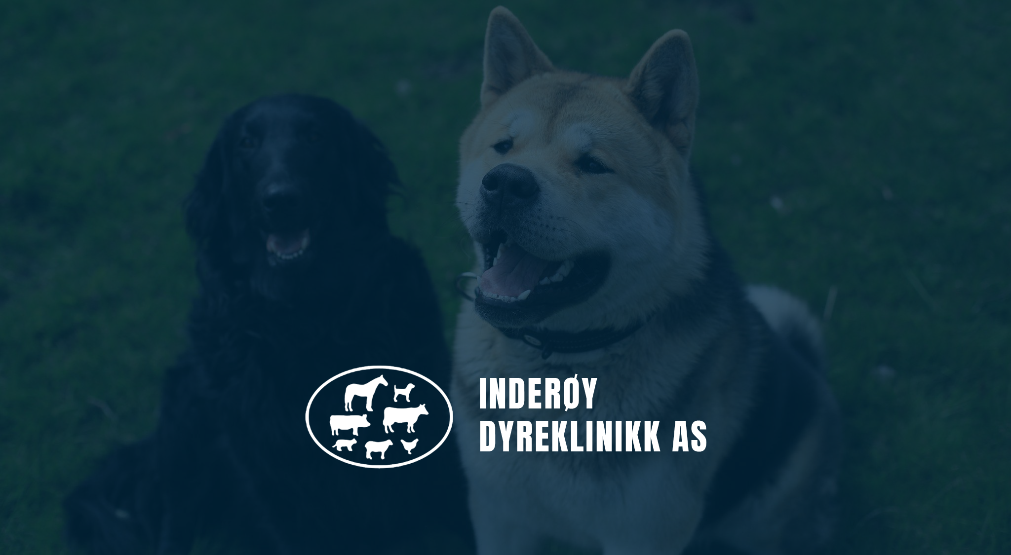 Inderøy Dyreklinikk - Døgnkontinuerlig veterinærhjelp