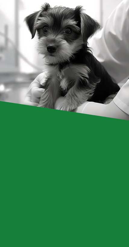 Veterinær i Eidskog - Eidskog Dyreklinikk