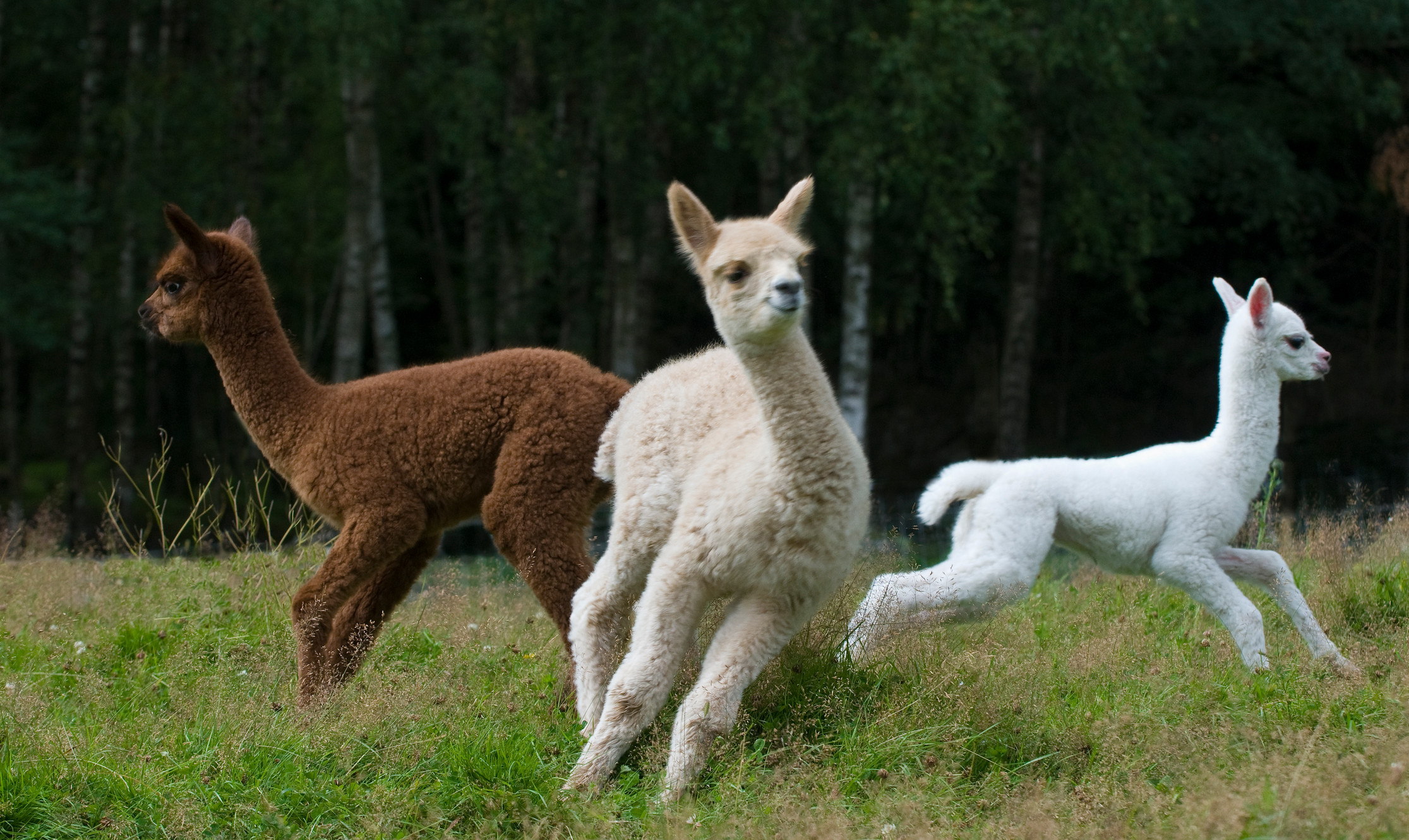 Alpakkaoppdrett | Alpakka Enghaugen - Ringstad Gård | Viken