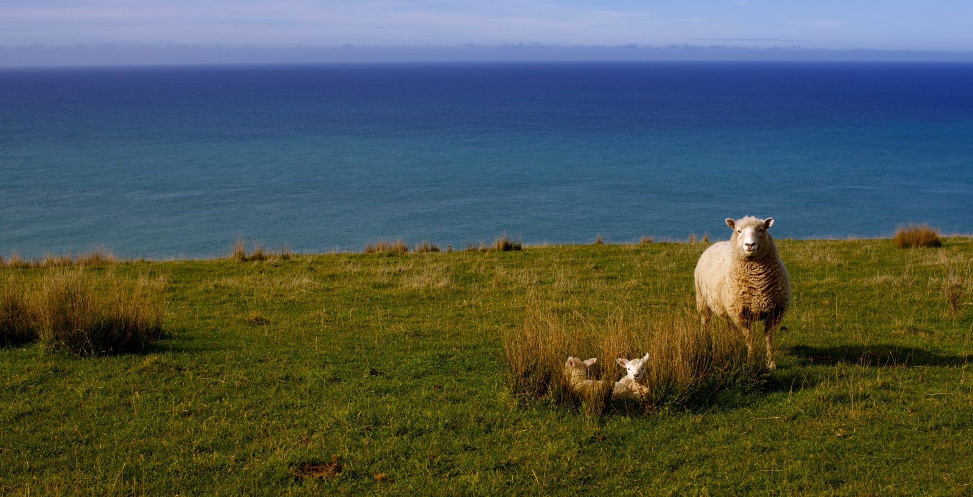 Forside - Foreningen Norske Etologer
