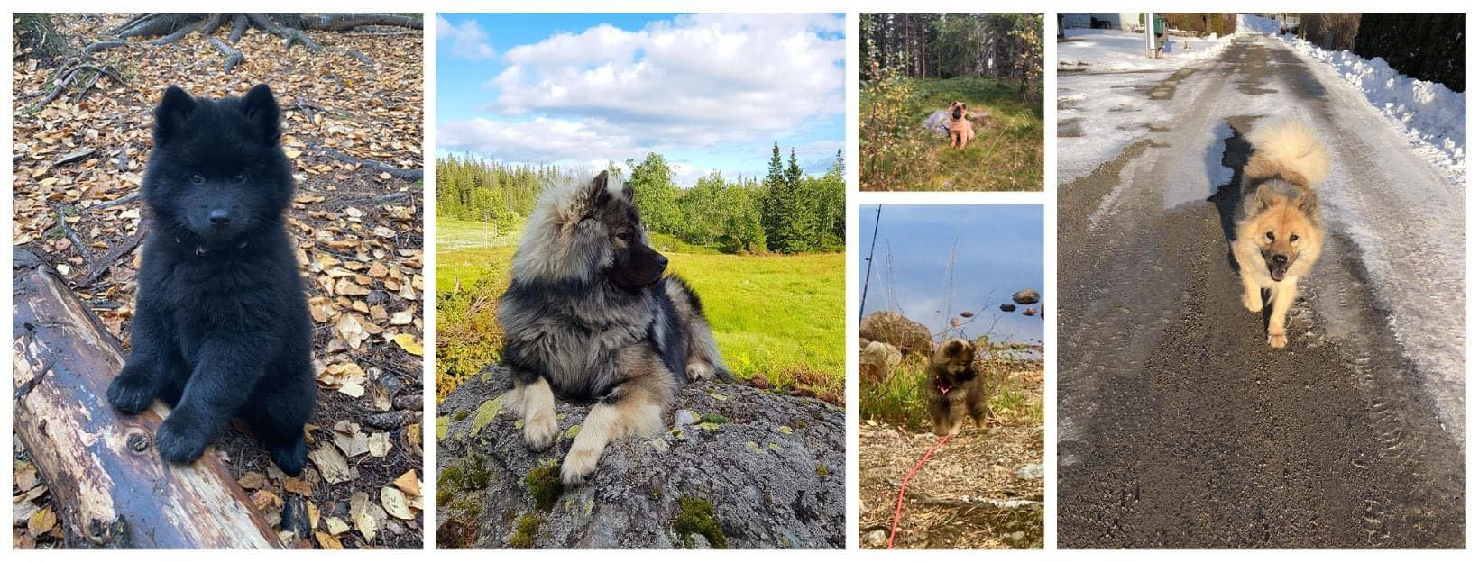 Hjem | Norsk Eurasierklubb