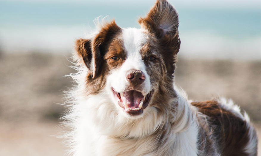God og trygg behandling til ditt kjæledyr