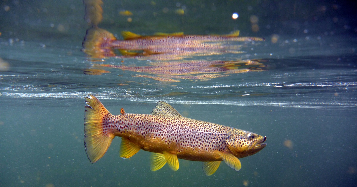 Forsiden med alt om fiske – Fiskevideo | Fiskebilder | Fiskelinker