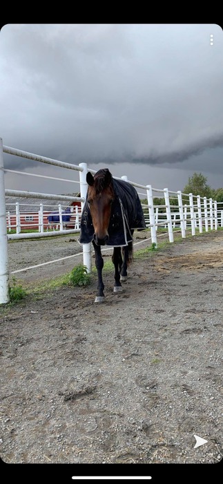 Folkenborg-hestesenter