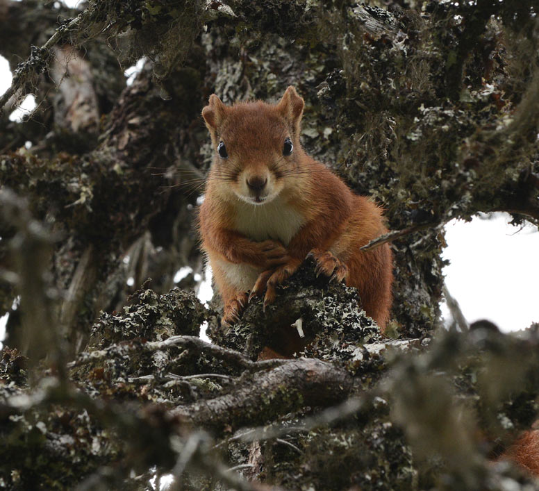 Frol Bygdealmenning - Levanger Kommune