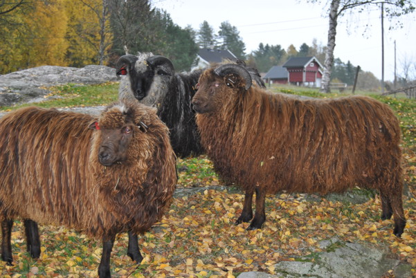 gammalnorskspelsau.no