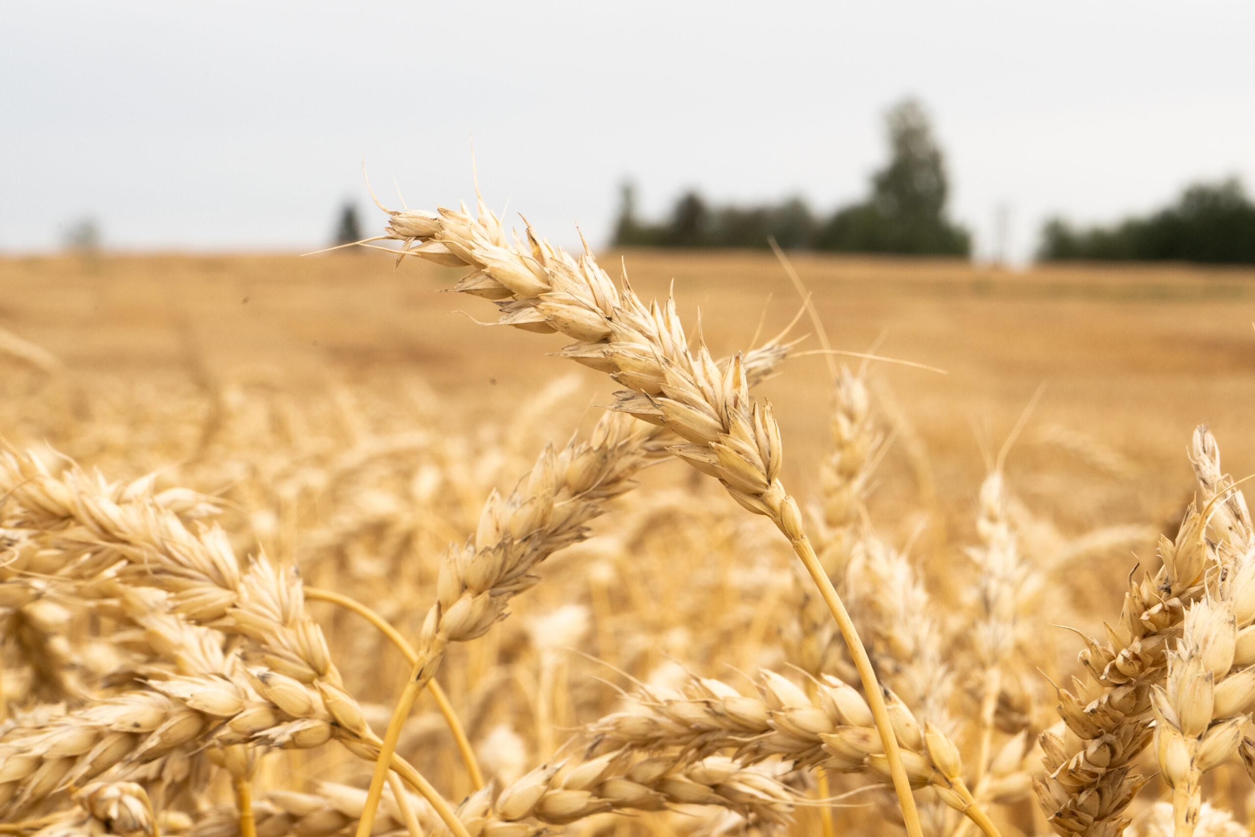 Hovedside - Graminor