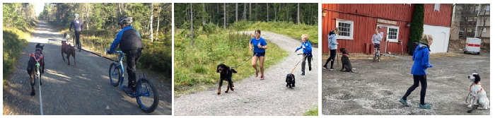 Asker-trekkhundklubb