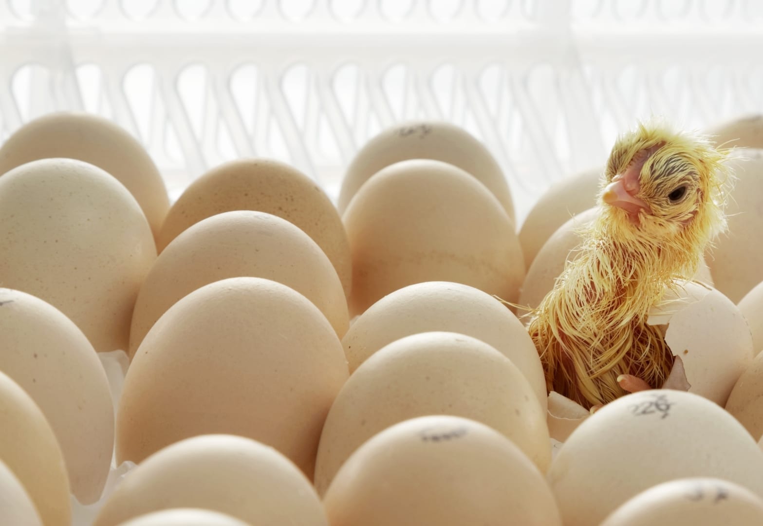 Incubation technology for superior chick quality - HatchTech