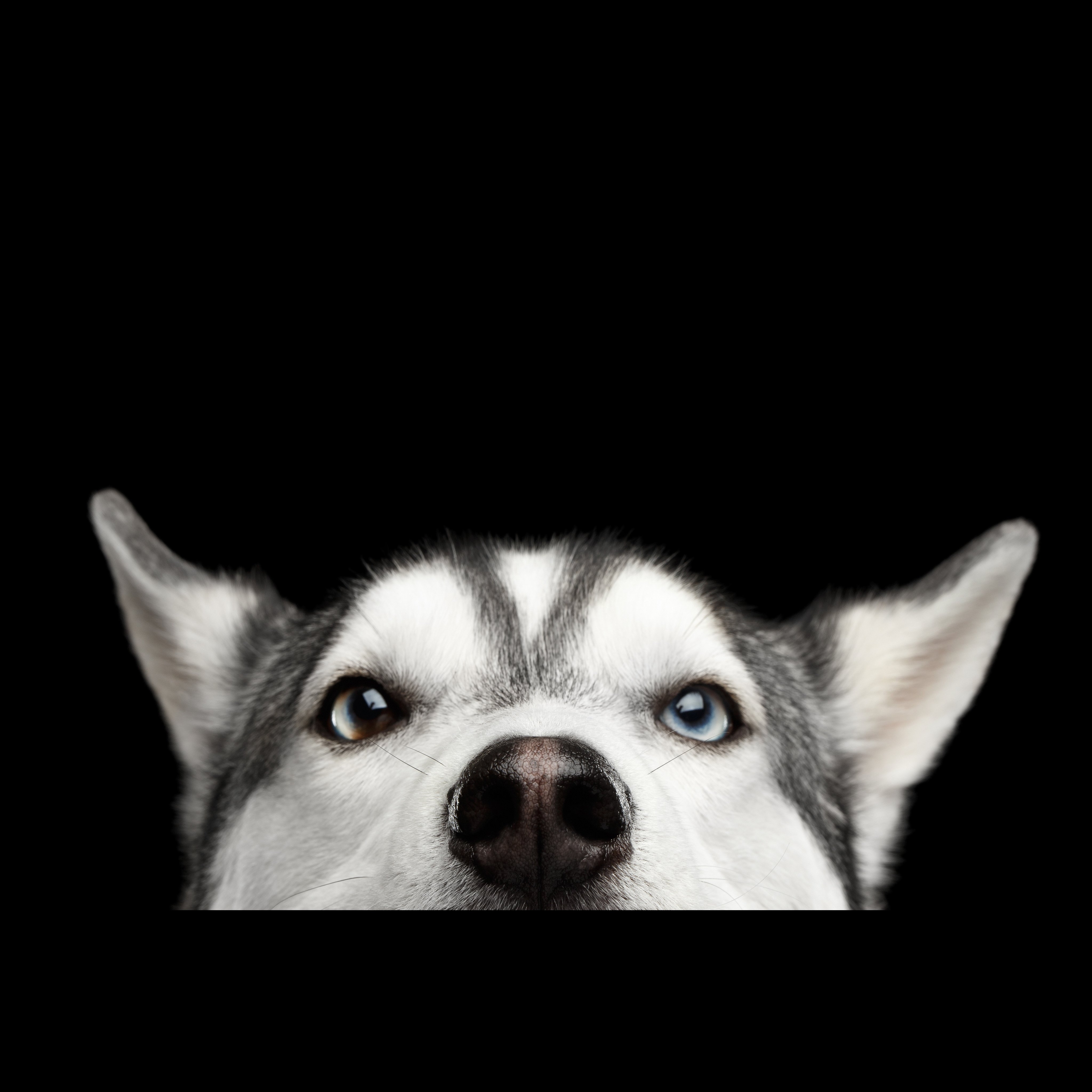 Haugesund og Omegn Hundeklubb