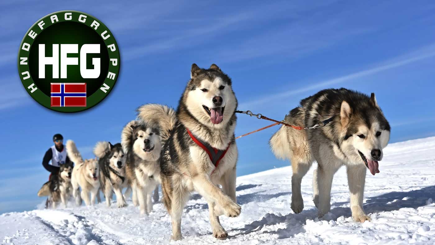 Hundefaggruppen Artikler