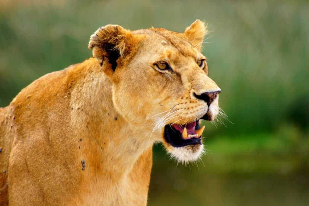 HibiscusReiser Afrika | Vi skreddersyr din drømmereise