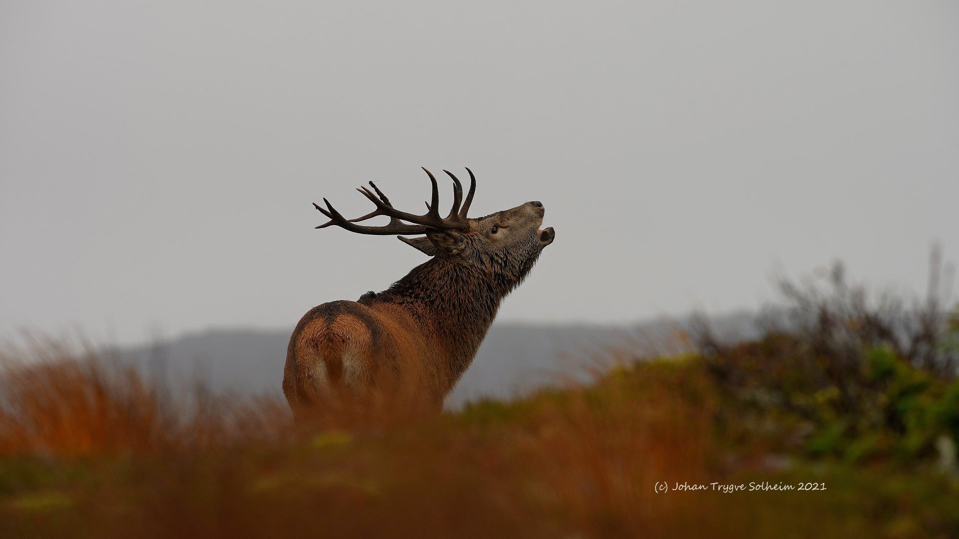 Hjem - Norsk Hjortesenter