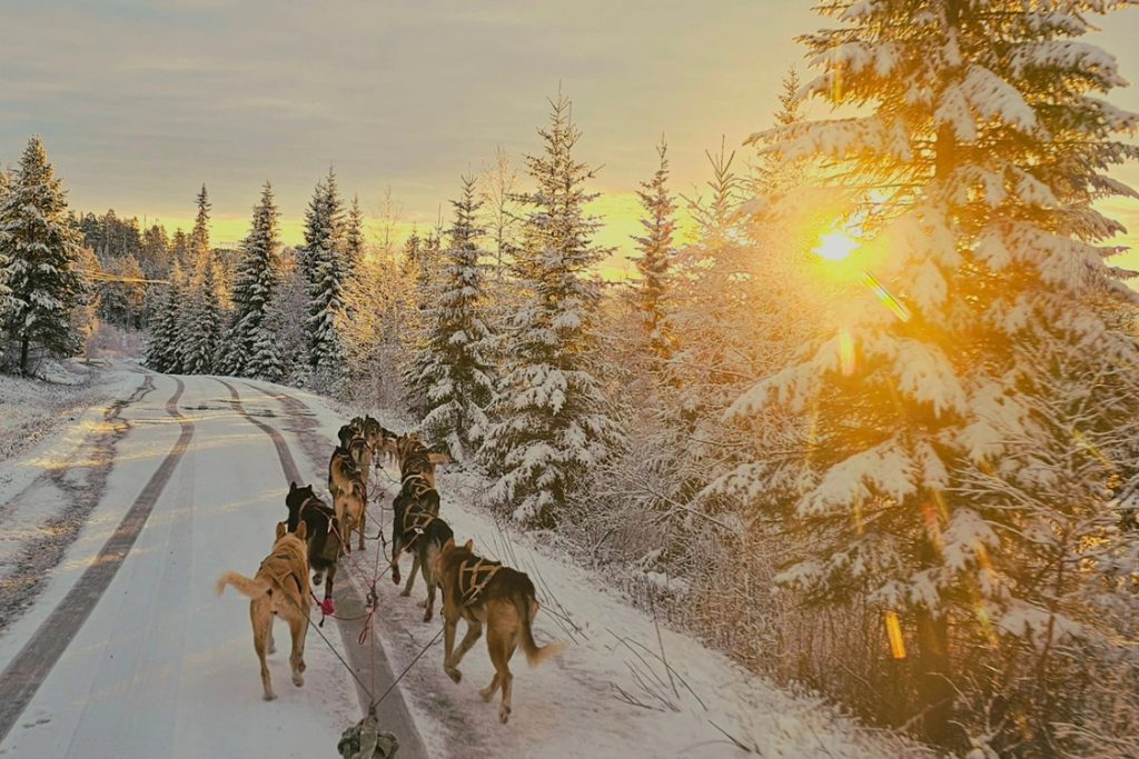 Norway Husky Adventure | Unike opplevelser med Alaska huskyer