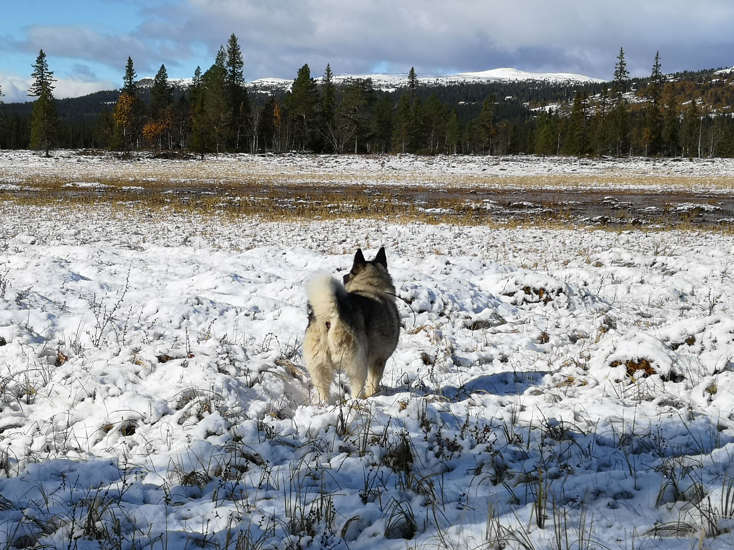 Hallingdal og Valdres Elghundklubb